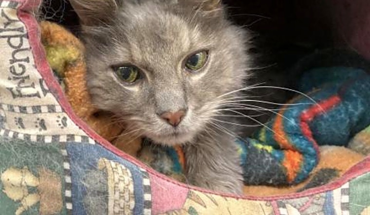 These Boston-based cats are up for adoption and in need of a good home