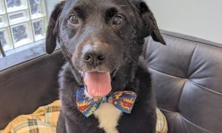 Looking to adopt a pet? Here are 4 cuddly canines to adopt now in Philadelphia