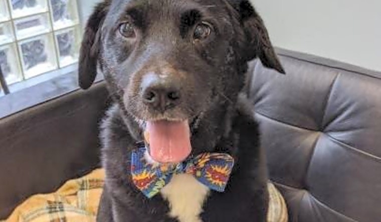 Looking to adopt a pet? Here are 4 cuddly canines to adopt now in Philadelphia