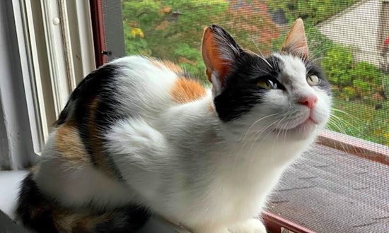 Looking to adopt a pet? Here are 5 charming cats to adopt now in Pittsburgh