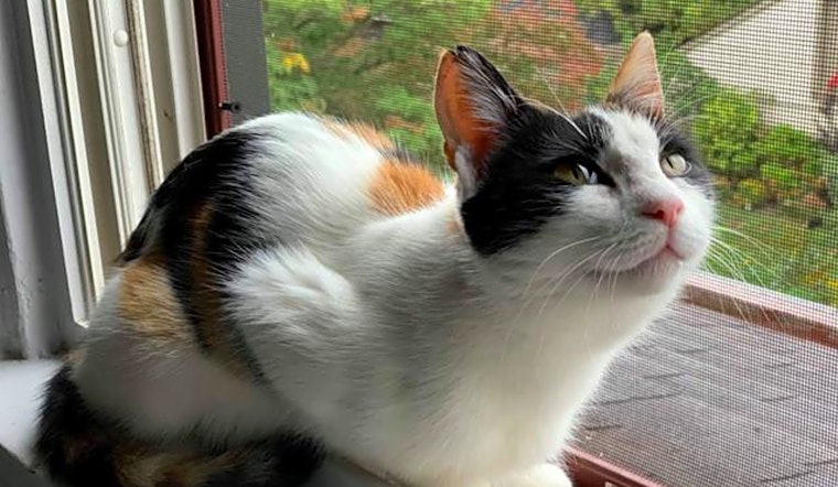 Looking to adopt a pet? Here are 5 charming cats to adopt now in Pittsburgh