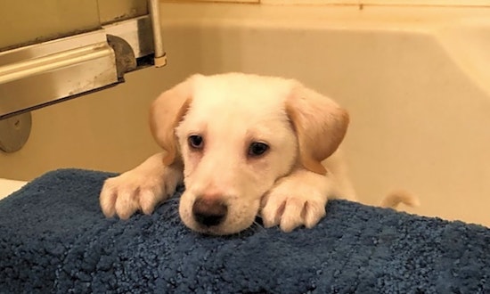 Looking to adopt a pet? Here are 5 precious puppies to adopt now in Baltimore