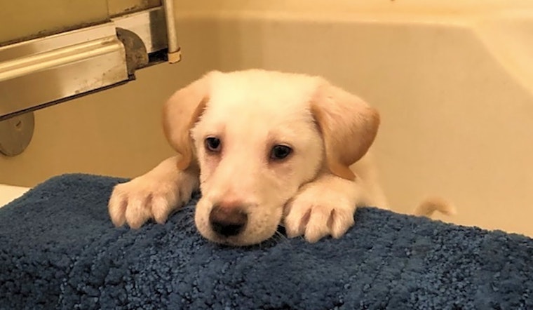 Looking to adopt a pet? Here are 5 precious puppies to adopt now in Baltimore