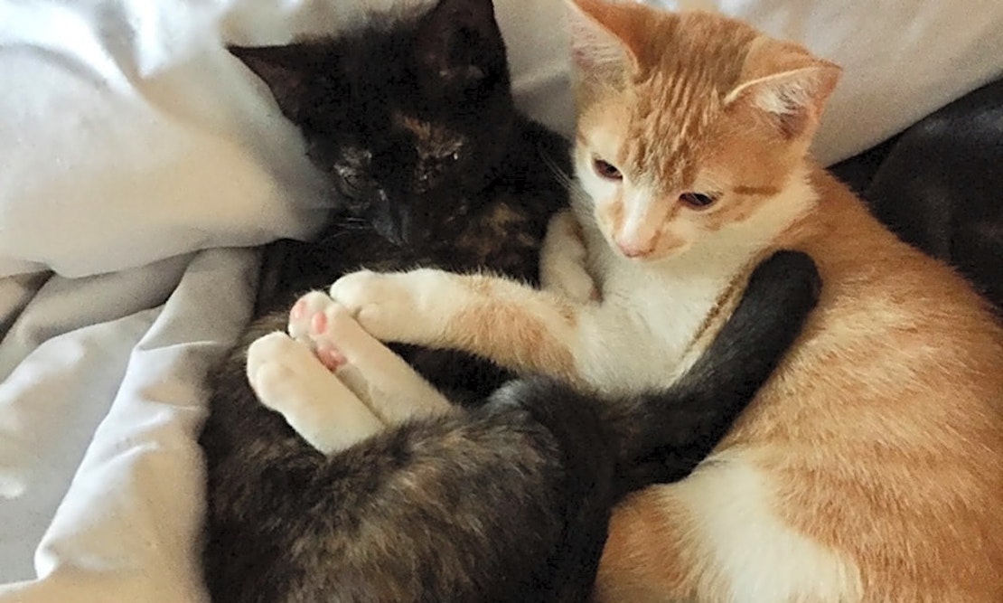 Want to adopt a pet? Here are 7 cute kitties to adopt now in Columbus