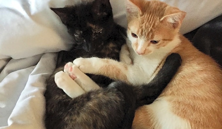 Want to adopt a pet? Here are 7 cute kitties to adopt now in Columbus