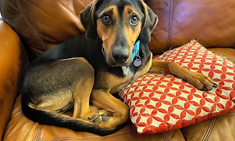 7 lovable pups to adopt now in Cleveland