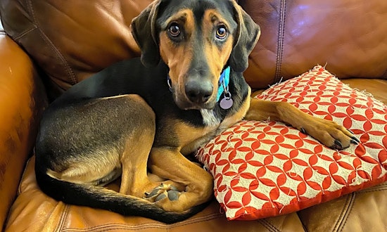 7 lovable pups to adopt now in Cleveland