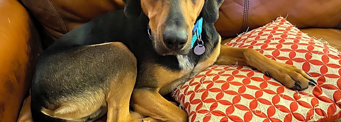 7 lovable pups to adopt now in Cleveland
