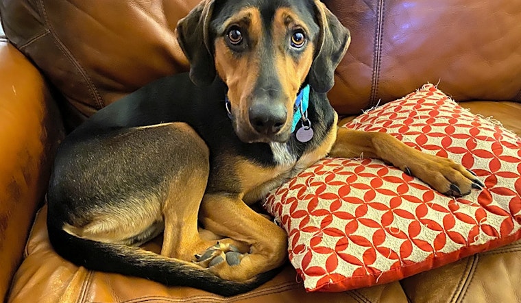 7 lovable pups to adopt now in Cleveland