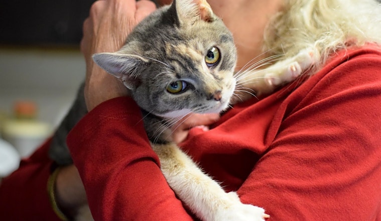 These Cincinnati-based kittens are up for adoption and in need of a good home