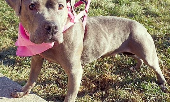 These Detroit-based pups are up for adoption and in need of a good home