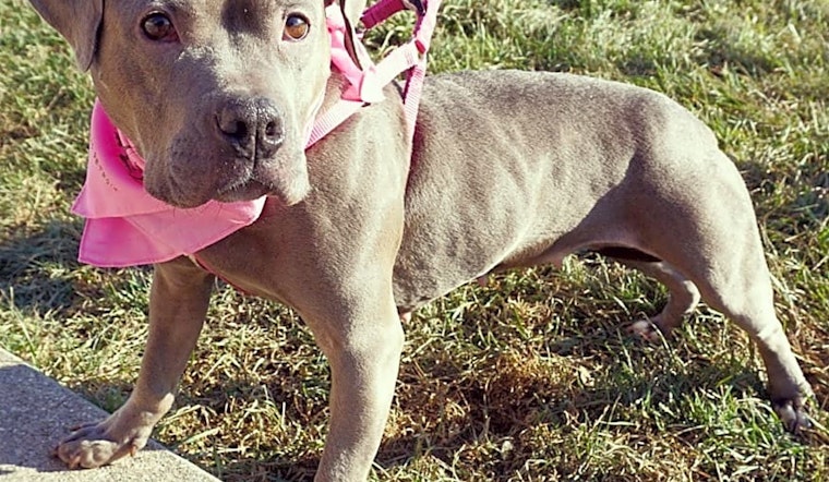 These Detroit-based pups are up for adoption and in need of a good home
