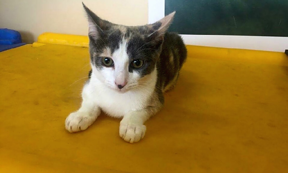 Want to adopt a pet? Here are 7 cute-as-can-be kittens to adopt now in Louisville