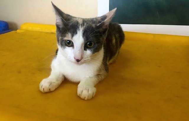 Want to adopt a pet? Here are 7 cute-as-can-be kittens to adopt now in Louisville