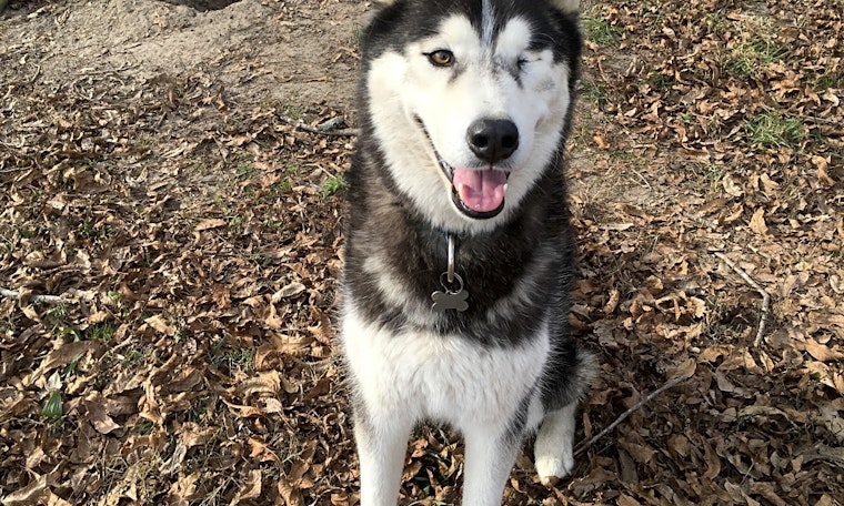 Want to adopt a pet? Here are 4 delightful doggies to adopt now in Raleigh