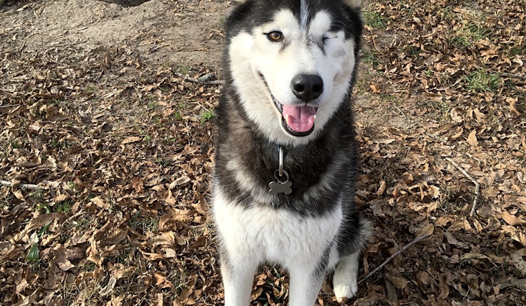 Want to adopt a pet? Here are 4 delightful doggies to adopt now in Raleigh