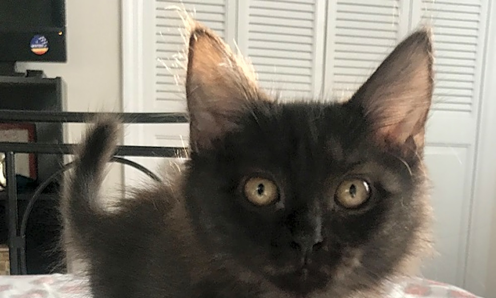 These Durhambased kittens are up for adoption and in need of a good