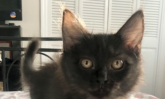 These Durham-based kittens are up for adoption and in need of a good home