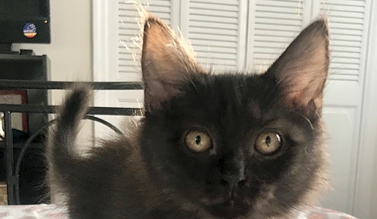 These Durham-based kittens are up for adoption and in need of a good home