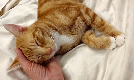 Want to adopt a pet? Here are 5 charming cats to adopt now in Atlanta
