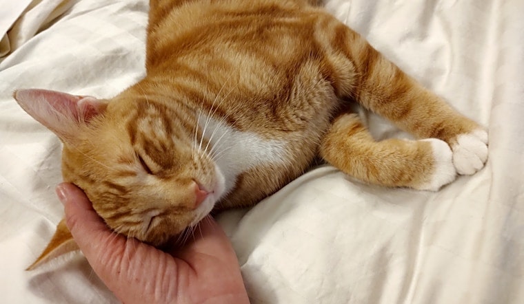 Want to adopt a pet? Here are 5 charming cats to adopt now in Atlanta