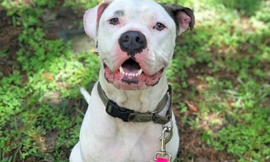 Looking to adopt a pet? Here are 6 cuddly canines to adopt now in Jacksonville