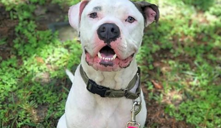 Looking to adopt a pet? Here are 6 cuddly canines to adopt now in Jacksonville