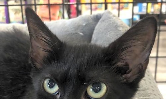Looking to adopt a pet? Here are 5 cuddly kittens to adopt now in Orlando