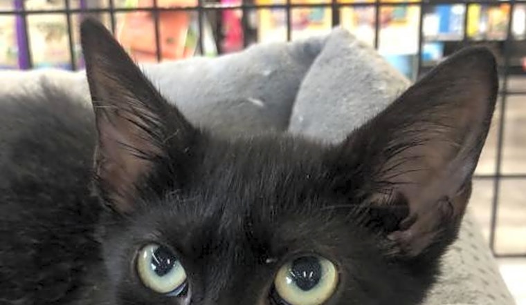 Looking to adopt a pet? Here are 5 cuddly kittens to adopt now in Orlando