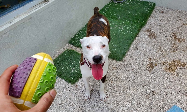 These Miami-based puppies are up for adoption and in need of a good home