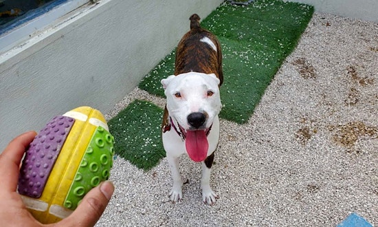 These Miami-based puppies are up for adoption and in need of a good home