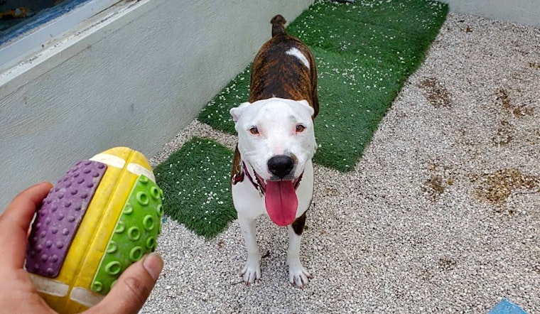 These Miami-based puppies are up for adoption and in need of a good home