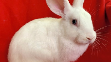 These Indianapolis-based rabbits are up for adoption and in need of a good home