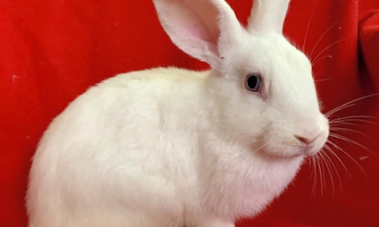 These Indianapolis-based rabbits are up for adoption and in need of a good home