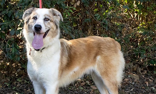 6 delightful doggies to adopt now in Nashville