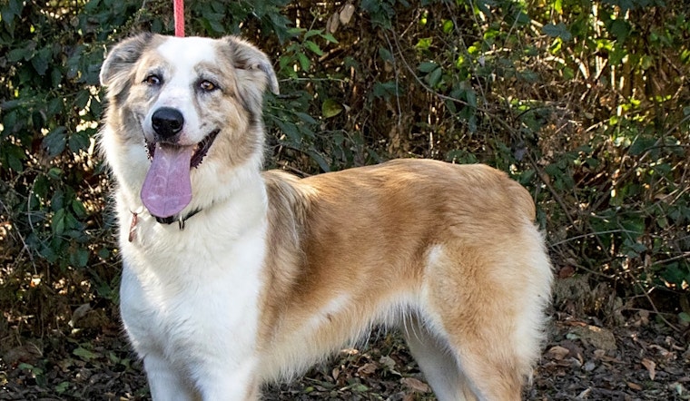 6 delightful doggies to adopt now in Nashville