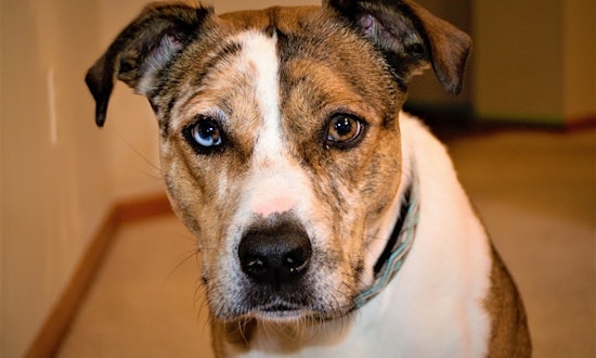 Want to adopt a pet? Here are 7 delightful doggies to adopt now in Minneapolis