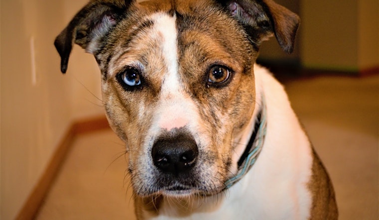 Want to adopt a pet? Here are 7 delightful doggies to adopt now in Minneapolis