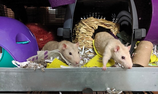 These Saint Paul-based pets are up for adoption and in need of a good home