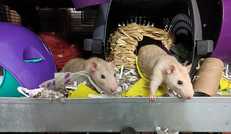 These Saint Paul-based pets are up for adoption and in need of a good home