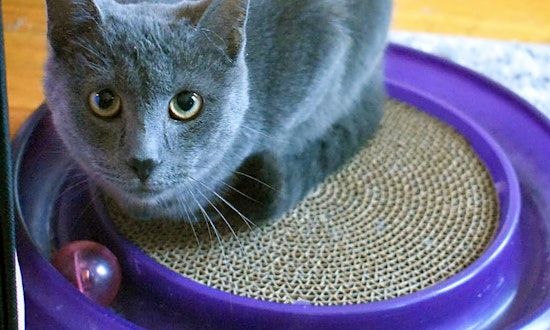These Chicago-based felines are up for adoption and in need of a good home