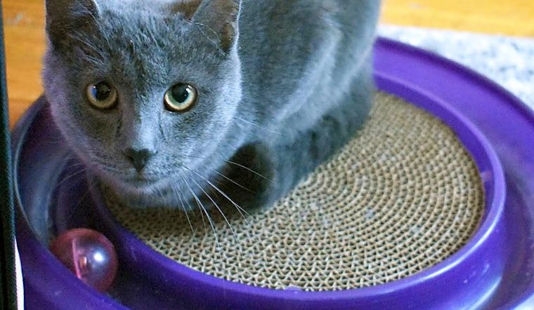 These Chicago-based felines are up for adoption and in need of a good home