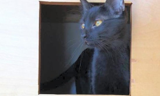 These St. Louis-based kittens are up for adoption and in need of a good home