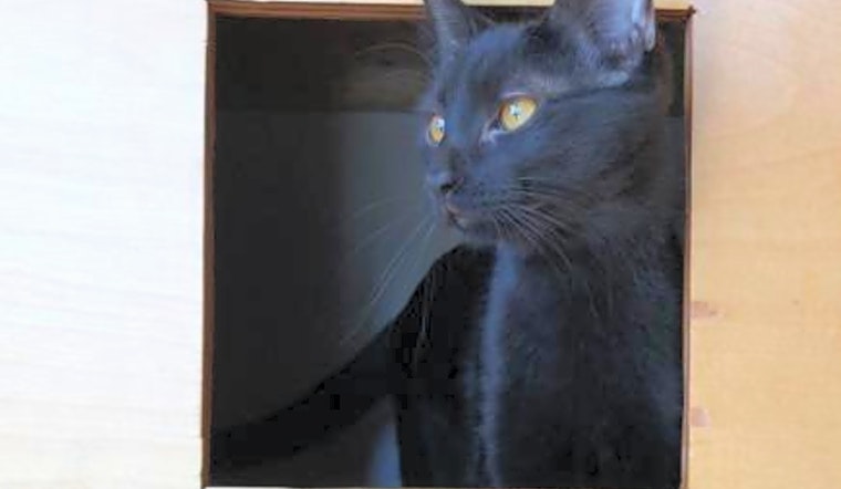 These St. Louis-based kittens are up for adoption and in need of a good home