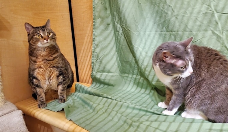 Want to adopt a pet? Here are 7 lovable kitties to adopt now in Kansas City