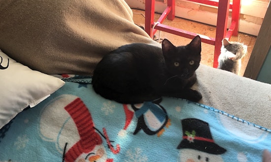 Looking to adopt a pet? Here are 7 cute-as-can-be kittens to adopt now in New Orleans