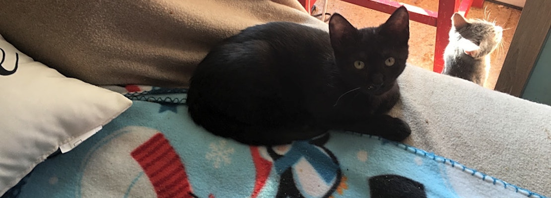 Looking to adopt a pet? Here are 7 cute-as-can-be kittens to adopt now in New Orleans