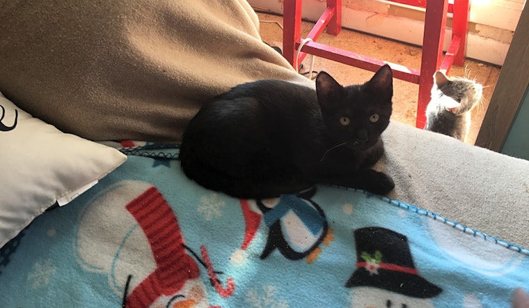 Looking to adopt a pet? Here are 7 cute-as-can-be kittens to adopt now in New Orleans