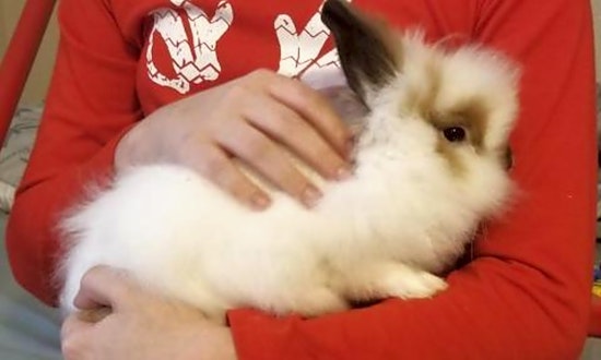 These Houston-based pets are up for adoption and in need of a good home