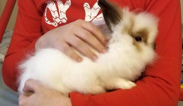 These Houston-based pets are up for adoption and in need of a good home